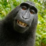 Funny Monkey Image